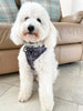 SECONDS Black Tartan Adjustable Dog Harness