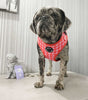 Load image into Gallery viewer, Red / Pink Houndstooth Harness