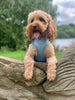 Dusty Blue Adjustable Dog Harness