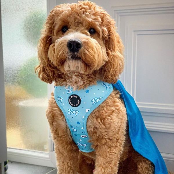 King Adjustable Blue Dog Harness