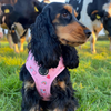 Load image into Gallery viewer, Milkshake Pink Adjustable Dog Harness