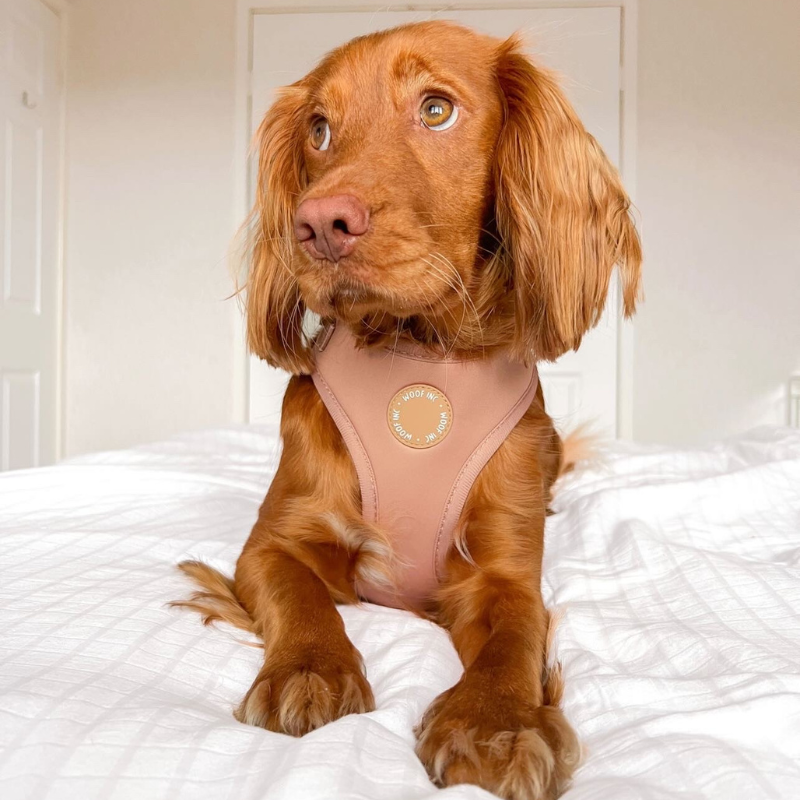 Caramel Adjustable Dog Harness