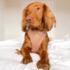 Load image into Gallery viewer, Caramel Adjustable Dog Harness