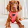 SECONDS Red / Pink Houndstooth Harness