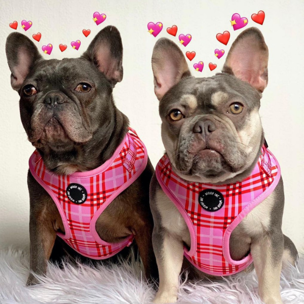 Red Pink Tartan Bundle – WOOF INC - Main Image